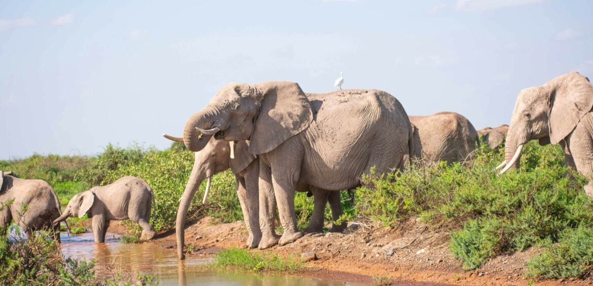 8 Days Kenya & Tanzania Safari Adventure