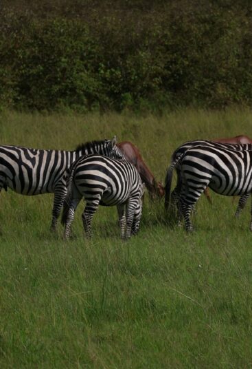 Tsavo East National Park