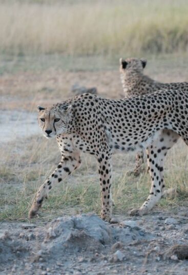 Samburu National Reserve